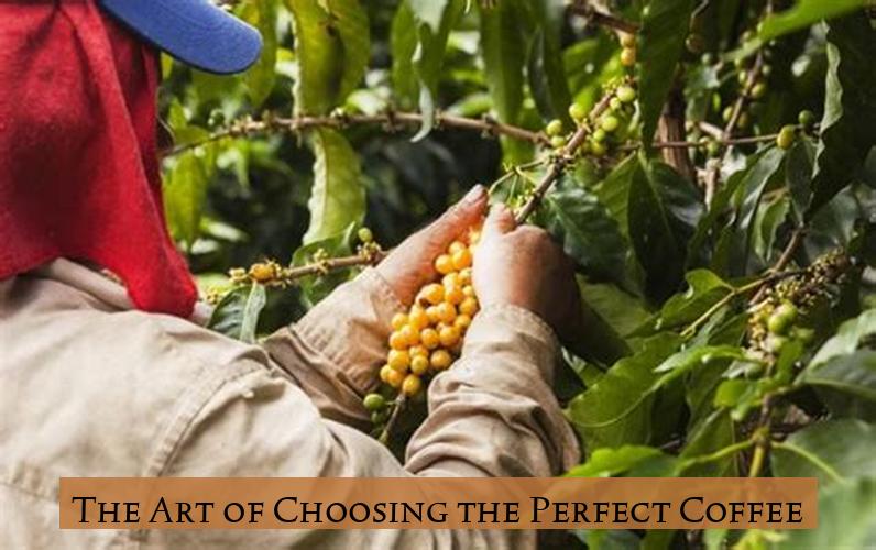 The Art of Choosing the Perfect Coffee