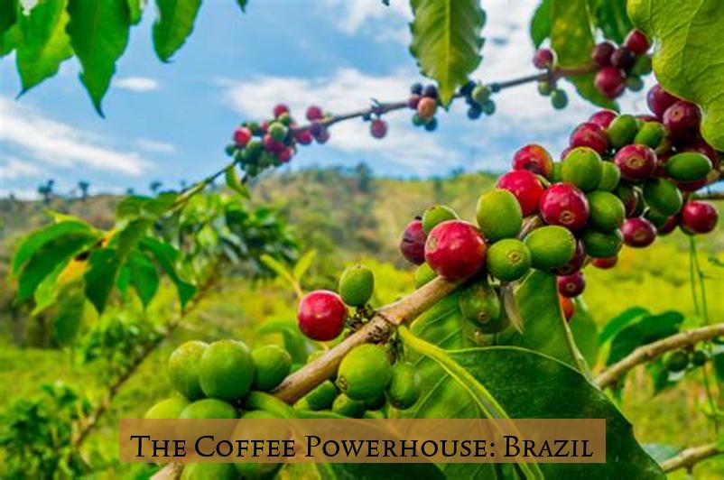 The Coffee Powerhouse: Brazil