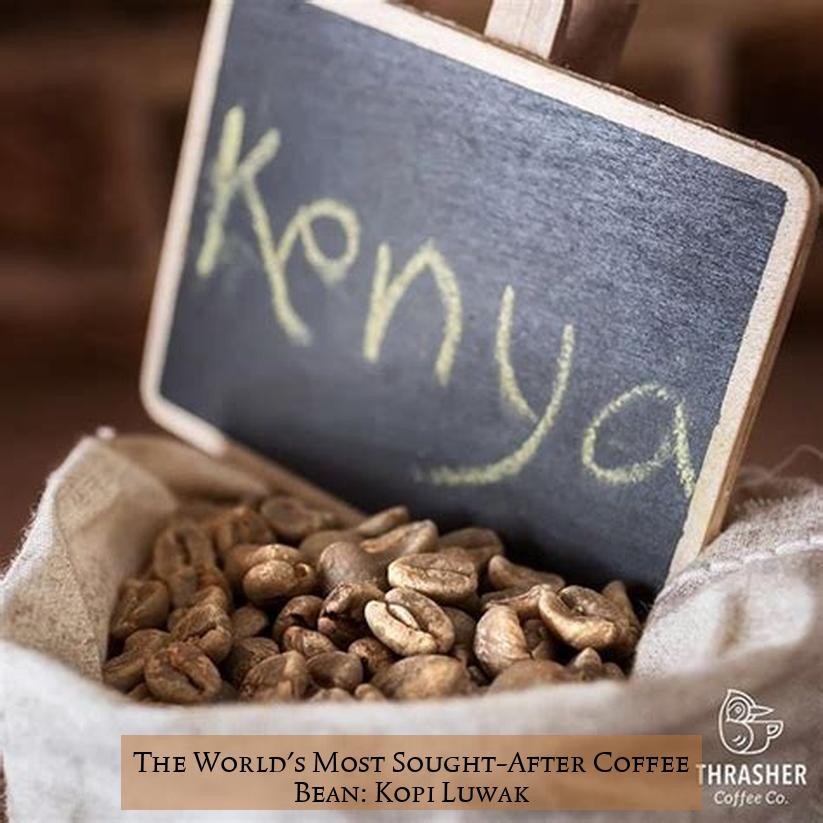 The World's Most Sought-After Coffee Bean: Kopi Luwak